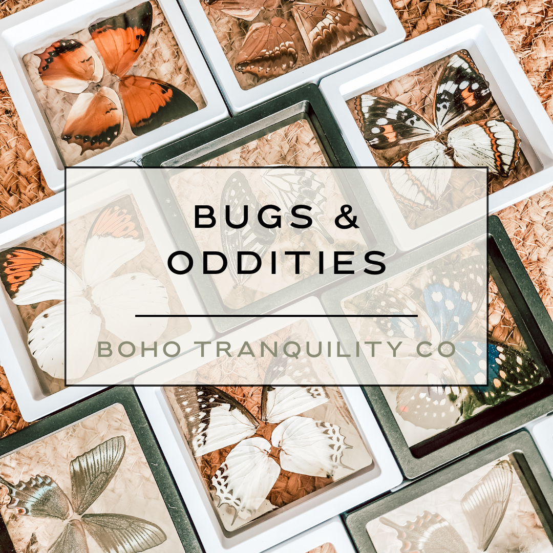 BUGS & ODDITIES