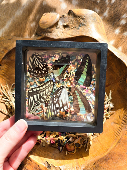 (B GRADE) MISC BUTTERFLY WINGS IN LARGE FRAMES - NO STAND