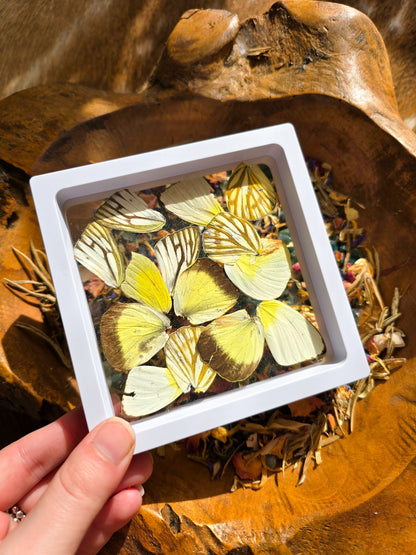 (B GRADE) MISC BUTTERFLY WINGS IN LARGE FRAMES - NO STAND