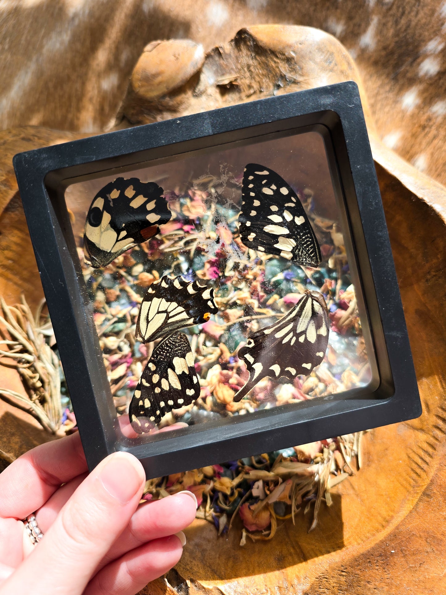 (B GRADE) MISC BUTTERFLY WINGS IN LARGE FRAMES - NO STAND