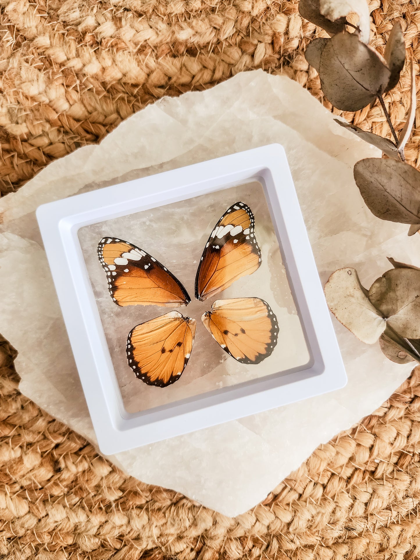 African Monarch - Danaus Chrysippus - FRAMED BUTTERFLY WINGS (with stand)