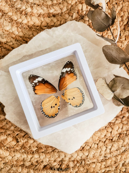 African Monarch - Danaus Chrysippus - FRAMED BUTTERFLY WINGS (with stand)