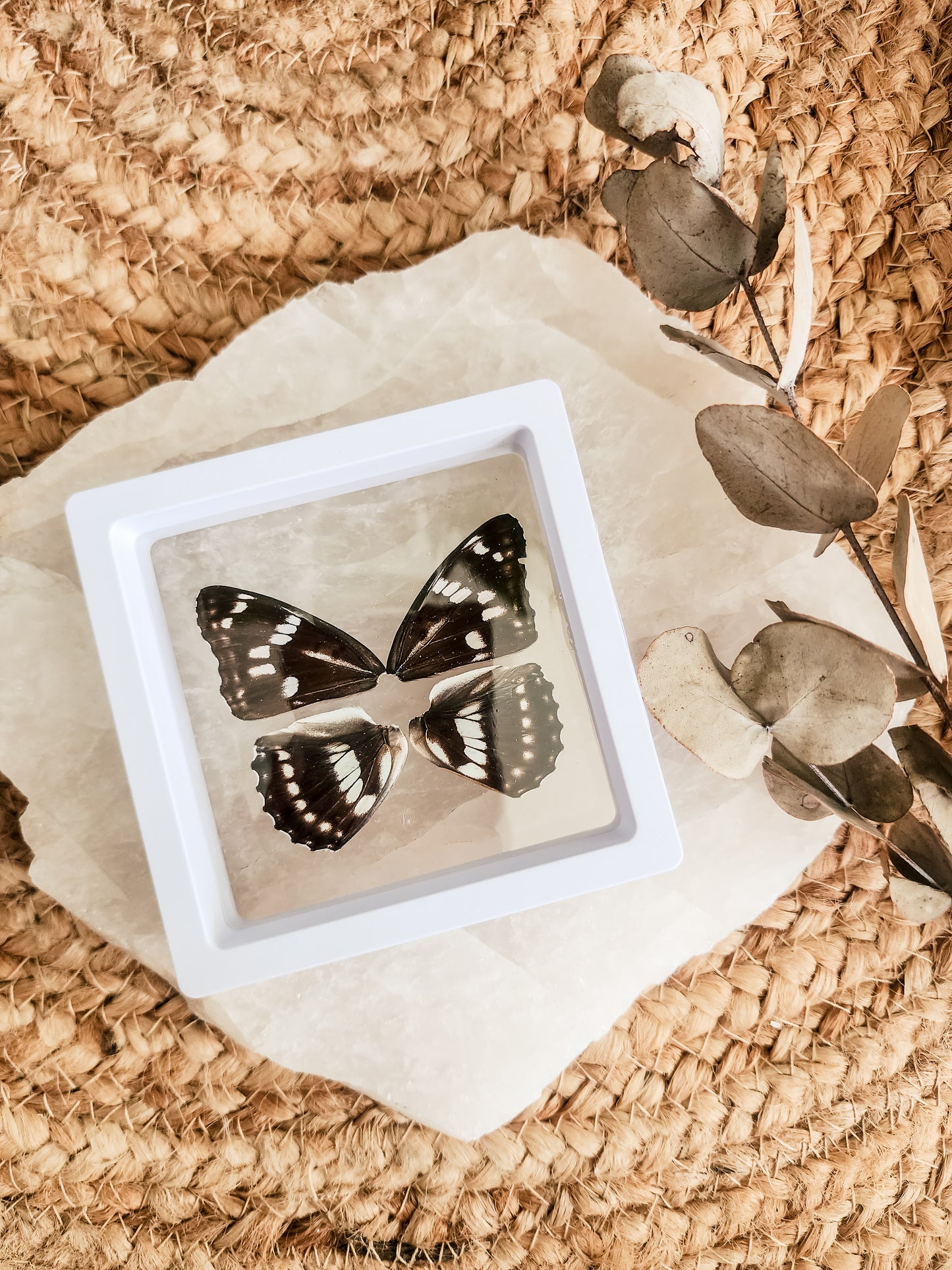 Athymodes Nycteis - FRAMED BUTTERFLY WINGS (with stand)