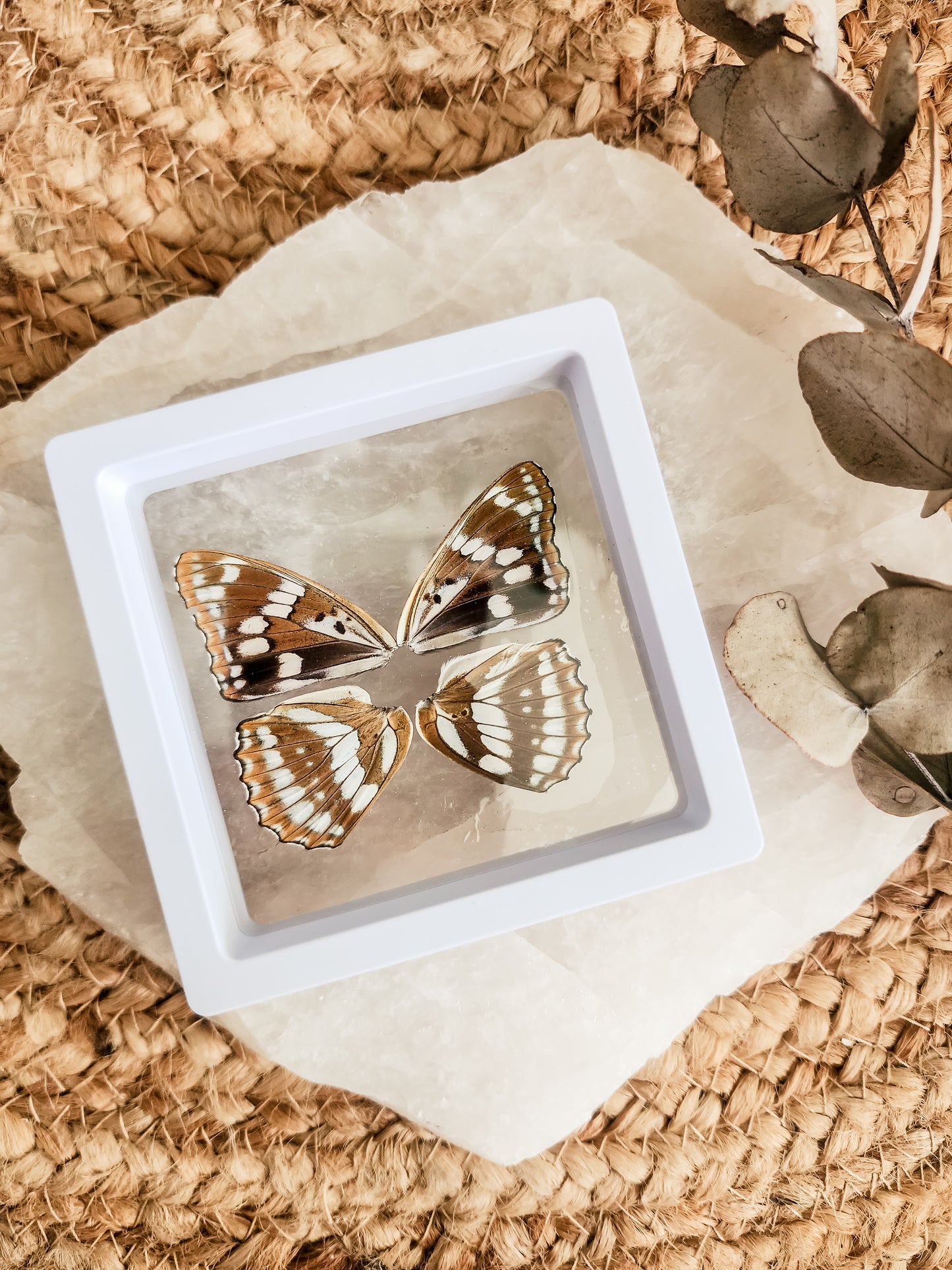 Athymodes Nycteis - FRAMED BUTTERFLY WINGS (with stand)