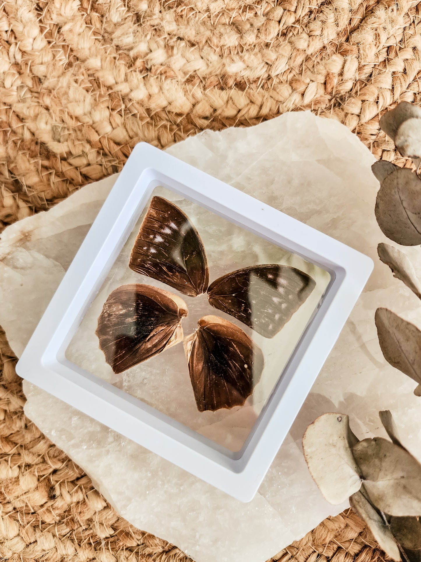 Common Duffer - Discophora Sondaica - FRAMED BUTTERFLY WINGS (with stand)