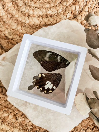 Papilio Nephelus Chaon Swallowtail - Spring Form - FRAMED BUTTERFLY WINGS (with stand)