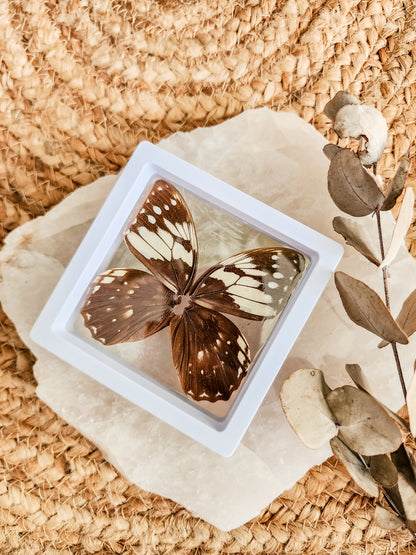 Satyridae Penthema Adelma - FRAMED BUTTERFLY WINGS (with stand)