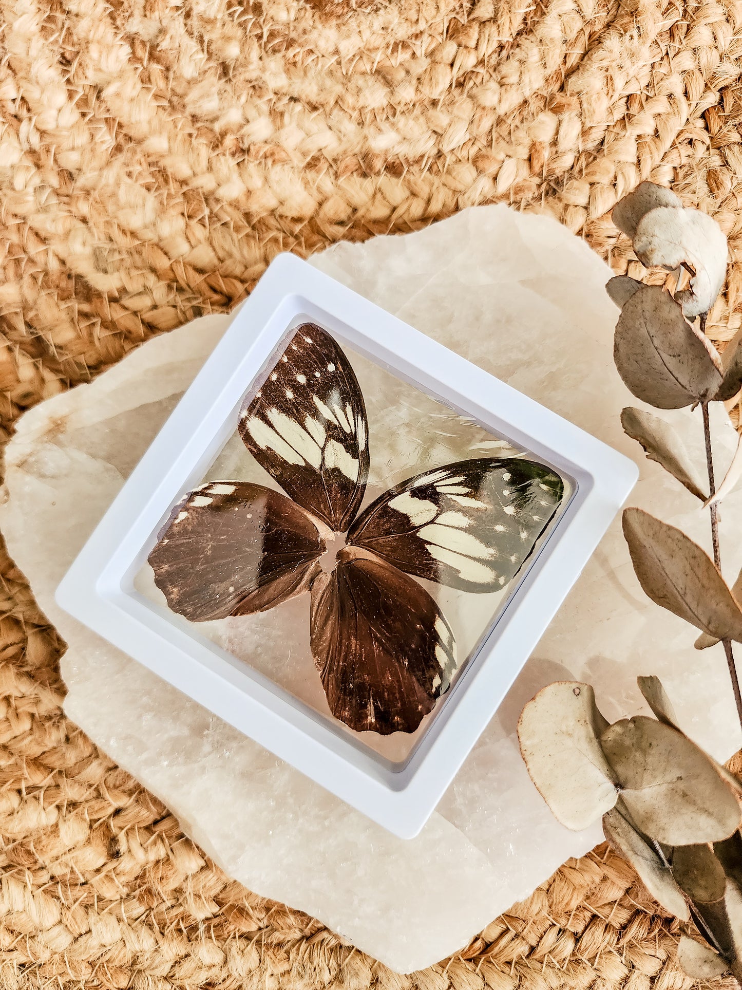 Satyridae Penthema Adelma - FRAMED BUTTERFLY WINGS (with stand)