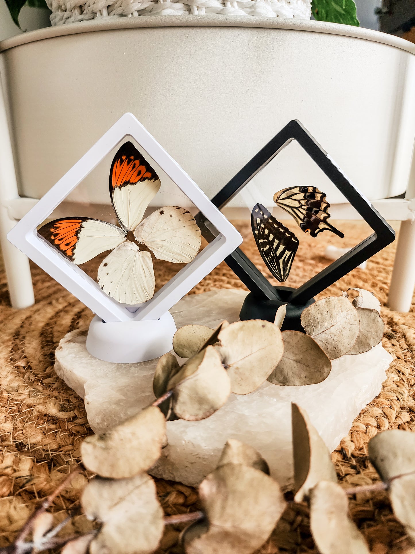 Common Duffer - Discophora Sondaica - FRAMED BUTTERFLY WINGS (with stand)